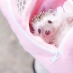 Dongdexiu Fournitures pour Animaux Petit Sac de Voyage for Animal de Compagnie Hamster Transporteur en Laisse de Couleur Pure Couleur : Green