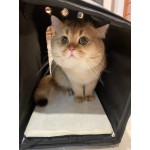 Sac à Dos à roulettes pour Transport Pet Poussette Pet Carrier Puppy Cat Transport Bag Sac à Dos Confortable