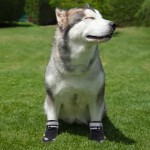 Chaussons de neige pour chien Bottes pour chien Chaussures imperméables avec bandes réfléchissantes Protecteur de patte de chien Bottes de chien antidérapantes noires