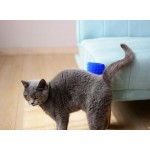 Tpocean Peigne de Toilettage et Massage pour chat courbé Avec Herbe-aux-chats