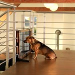lionto Barrière de sécurité chiens barrière pour escalier barrière de chiots hauteur 50 cm