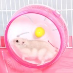 Gofeibao Roue Hamster Nain Jouets pour Petits Animaux Roue pour Hamster Silencieuse d'exercice Plastique Roue Hamster avec Support 14cm,singleroundpink