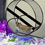 GUIPAN Roue pour hamster Roues d'exercice super silencieuses pour hamster gerbille souris et autres petits animaux