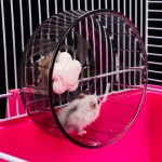 Rehomy Roue d'exercice super silencieuse en plastique acrylique pour petits animaux de compagnie hamster cochon d'Inde