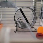 Vecksoy Roue de Hamster Roue de Course silencieuse pour Hamsters Souris gerbilles et Petits Animaux de Compagnie Roues d'exercice pour Petits Animaux Accessoires pour Hamster Reste en Bonne