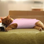 Voarge Recovery Suit Combinaison pour chat Anti-fuite Empêche les fuites après l'opération Vêtement et maintien au chaud Pour chat et chien M rose
