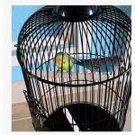 Cage à Oiseaux 28 Coupe d'oiseau Cage en fer forgé suspendu Cage d'oiseau pour Pinches Canaries Personnes Personnes Cockatiels Budgie Perroquet avec tiroir et nid d'oiseau Nichoir Oiseaux Décoration