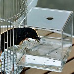 jinyi2016SHOP Cage à Oiseaux Cage d'oiseau Grand 304 Acier Inoxydable Noir Phoenix Cage Prestige Grand Bain Spécial Bird Cages Parrot Cage Cage Cage Oiseau