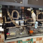 KUANDARM Cage à Oiseaux en Fer Noir avec Barre De Support De Boîte à Nourriture Black 60cm-a