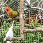 NITRIP Accessoire de Cage à Oiseaux Support Permanent d'oiseau Jouet de Jeu à mâcher Installation Facile perroquets Portables perchoirs pour perroquets Oiseaux perchoirs