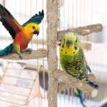 NITRIP Accessoire de Cage à Oiseaux Support Permanent d'oiseau Jouet de Jeu à mâcher Installation Facile perroquets Portables perchoirs pour perroquets Oiseaux perchoirs