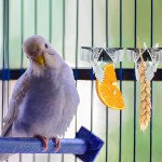 4 Pièces Mangeoire à Oiseaux pour Perroquets Mangeoire pour Les Oiseaux en Acier Inoxydable Porte-Fruit Porte Légumes Pince de Nourriture Porte-Nourriture pour Oiseaux Accessoire pour Cage à Oiseaux
