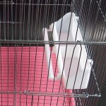 ColorfulLaVie Pet Perroquet Cage À Oiseaux Suspendus Épais Conteneur Alimentaire Mangeoire Abreuvoir