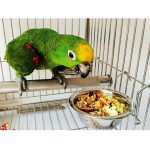 F Fityle Mangeoire à Oiseaux en Inoxydable Gamelle Nourriture pour Perruche Pigeon
