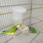 MERIGLARE Mangeoire à Oiseaux en Plastique Cage Automatique d'alimentation en Eau de Graines pour Perroquet