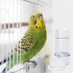 Molare Distributeur d'eau pour Oiseaux Mangeoires à Oiseaux automatiques sans gâchis pour Cage | Distributeur d'eau pour Oiseaux Sauvages pour Oiseaux