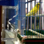 Sheens Mangeoire Acrylique pour Cage à Oiseaux avec Perche No Mess Pet Birds Alimentateur de graines de Nourriture Système de Recherche Automatique de Nourriture pour Perruche Perruche bigaradier
