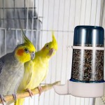 Teckey Distributeur d'eau Automatique pour Oiseaux | Abreuvoir pour Oiseaux Abreuvoir pour Aliments Gourde Abreuvoir pour Oiseaux pour perroquets perroquets calopsittes Amoureux des Oiseaux