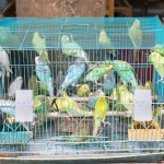 YARNOW 2 Ensembles Distributeur d'eau pour Oiseaux Mangeoire Automatique pour Oiseaux Abreuvoir de d'eau pour Animaux de Compagnie Perroquet Et Autres Oiseaux Perruche