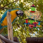 Balacoo Jouet à mâcher pour oiseaux 3 pièces déchiquetage jouets pour perroquet jouets de recherche de nourriture jouets pour perruches conures