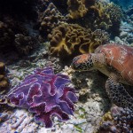 E.YOMOQGG Ornements en Polyrésine d'aquarium de Corail Artificiel Décor de Récif de Corail Grand pour la Décoration et Le Paysage Fleur Violette