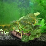 MYA 1Pc Plantes Artificielles Terrarium Reptile Habitat Artificielle Plante en Plastique pour Décoration D'ornement D'aquarium