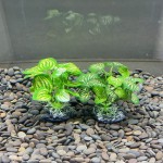 Plantes d'aquarium décoratives 10,2 cm en plastique Petite taille Pour poissons rouges poissons rouges poissons aquatiques serpentins reptiles Vert-A + B