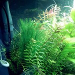 Rfvtgb Décoration d'aquarium Plantes vertes artificielles en soie En plastique Non toxique et sans danger pour tous les poissons et les animaux domestiques.