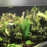 Rfvtgb Décoration d'aquarium Plantes vertes artificielles en soie En plastique Non toxique et sans danger pour tous les poissons et les animaux domestiques.