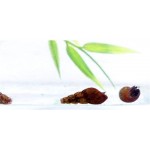 Lot de 4 escargots pour aquarium 1-2 cm