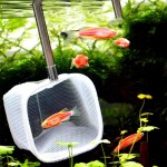 YOUTHINK Shrimp Skimming Net Extendable Telescopic Aquarium Net for Aquarium Fish Tank Pond Green B