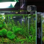 BESTNIFY Smart Automatique de Nourriture pour Poissons d'aquarium Distributeur Fish Tank Fish Food Auto Mangeoires Spécial pour Aquarium