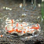 SM SunniMix Plat d'alimentation + Tube Aliment Distributeur de Nourriture Aliment pour Crevettes Aquarium Réservoir