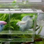 Balacoo Éleveur d'aquarium Boîte d'incubation pour poissons Incubateur d'aquarium Outil d'élevage pour poissons et crevettes