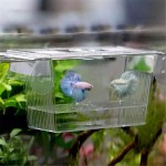 Boîte d'isolation en acrylique transparent pour élevage de poissons Pour aquarium Couleur : blanc Dimensions : 13 x 8 x 7 cm