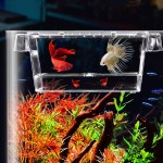 kissral Couveuse pour Poisson Incubateur Transparent Aquariums D'élevage Aquarium Plastique pour Crevette et Tortue avec Couvercle en Plastique et Ventouse