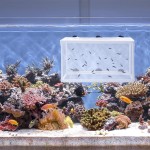 M I A Épuisette à suspendre sur une boîte d'élevage pour poissons d'aquarium grande taille couleur : comme illustré