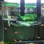 Pisciculture Boîte Acrylique poissons flottant couvoir Boîte Isolation double couche d'incubation Incubateur d'élevage Piège d'élevage Aquarium Fish Tank Parenting Diviseur Container avec crochet