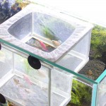 SEIWEI Pépinière pour aquarium filet d'élevage de poissons boîte isolante pour éclosion de poissons séparateur pour aquarium avec ventouses petite taille 14,5 x 15,5 x 16 cm