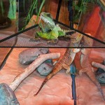 Holzsammlung Reptiles Décoration de l'habitat Reptiles Dragon Barbu Hamac avec Cachette Artificielle Vignes d'escalade et Repti Rock Mangeoire Abreuvoir pour Lézard Escalade Caméléon Gecko Serpents