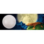 EXO TERRA Exoterra Full Moon Eclairage pour Reptile Amphibien