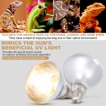 La Lampe Solaire UVA UVB fournit Une Lampe Solaire de Reptile de Chaleur pour Les Amphibiens de Tortues Reptiles