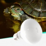 Sharplace Eclairage de Jour E27 Ampoule Globe Chauffant pour Reptile Blanc en Verre éclairage Ampoule Soleil Lumière 40w