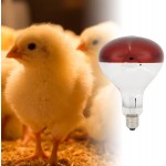 CUTULAMO Ampoule Rouge pour couveuse Poussins Ampoule de Lampe chauffante Durable Uniforme Efficace température Pratique Facile à Utiliser pour Les Animaux de Compagnie
