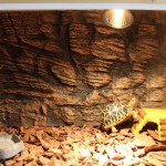 rongweiwang Reptile Heat Lampe Ampoule Lampe chauffante pour Reptile Pet Tortoise Couveuse E27 UVA + UVB 25W