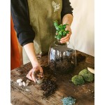 La Green Touch Mini Cayenne Terrarium DIY Kit