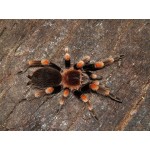 Lucky Reptile Kit de démarrage 50 cm « araignée + Scorpion » Noir kit Complet Terrarium pour araignées et Scorpions