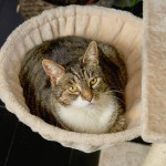 Hamac pour chat à utiliser avec Runesol au sol et au plafond perchoir beige recouvert de peluche siège style hamac pour arbre à chat cadre en métal très épais diamètre 40 cm