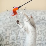 cobee Lot de 6 baguettes interactives de rechange pour chat avec plumes en fourrure et grelots