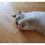 ELANOX Lot de 3 jouets pour chat garnis d'herbe à chat